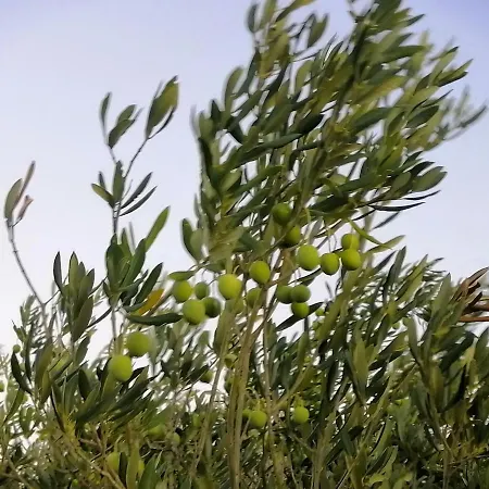 Mobile Lavanda * Jezera